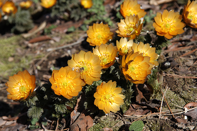 Adonis ramosa species 'Chichibu Beni'