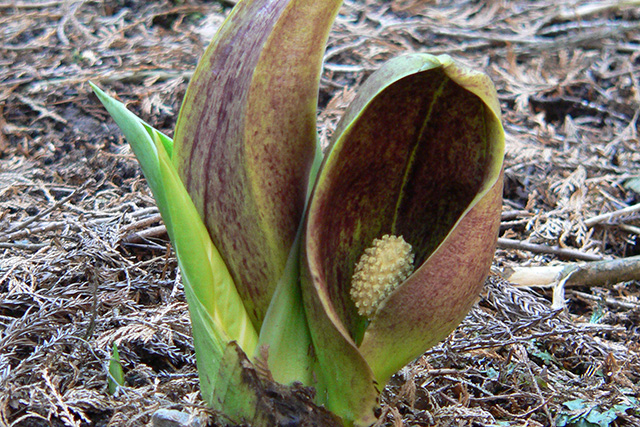 eastern skunk cabbage (Arakawa/Yokoze area)