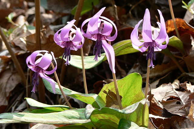 Dogtooth violet (All Chichibu area)