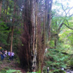 明ヶ指のたまご水と大カツラ