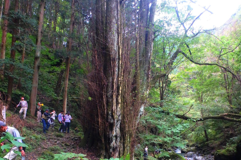 Tamagomizu and Large Katsura Tree of Myogasasu