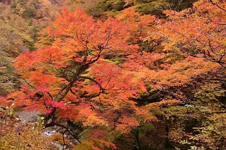 Autumn Leaves of Nakatsukyo