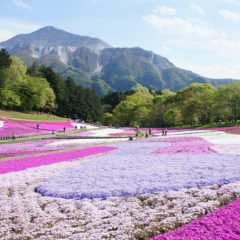 Hitsujiyama Park (Middle Terrace)