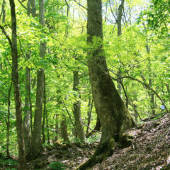 Oyamazawa Shioji Grove