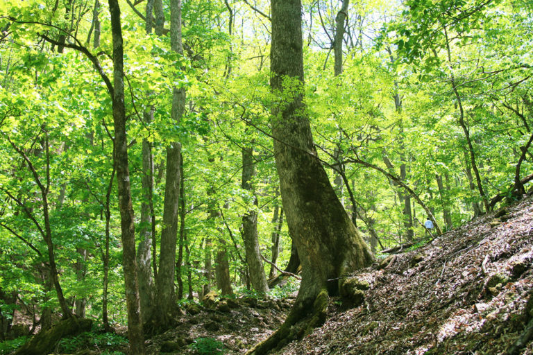 Oyamazawa Shioji Grove