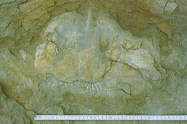 チチブクジラ化石発掘時の写真