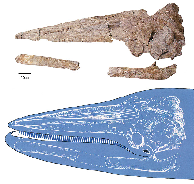 チチブクジラの頭部