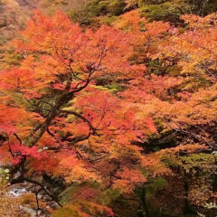 中津峡の紅葉