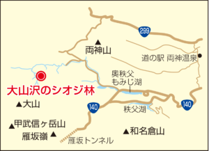 大山沢のシオジ林