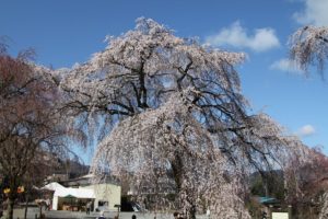 荒川のしだれ桜