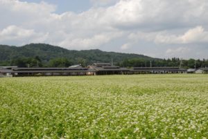 ちちぶ花見の里