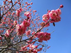 秩父ミューズパーク梅園