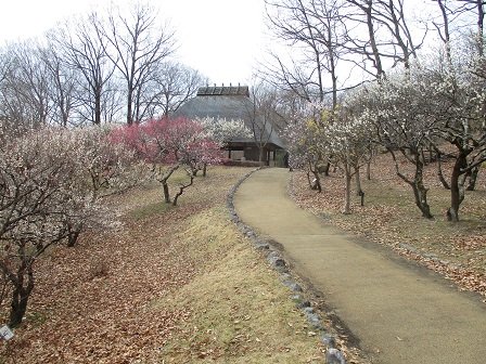 秩父ミューズパーク梅園