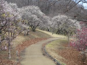 秩父ミューズパーク梅園